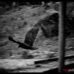 volando