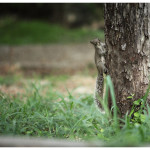 esession_diana_alfonso01